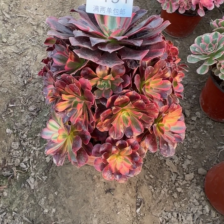 7191美杜莎多肉植物