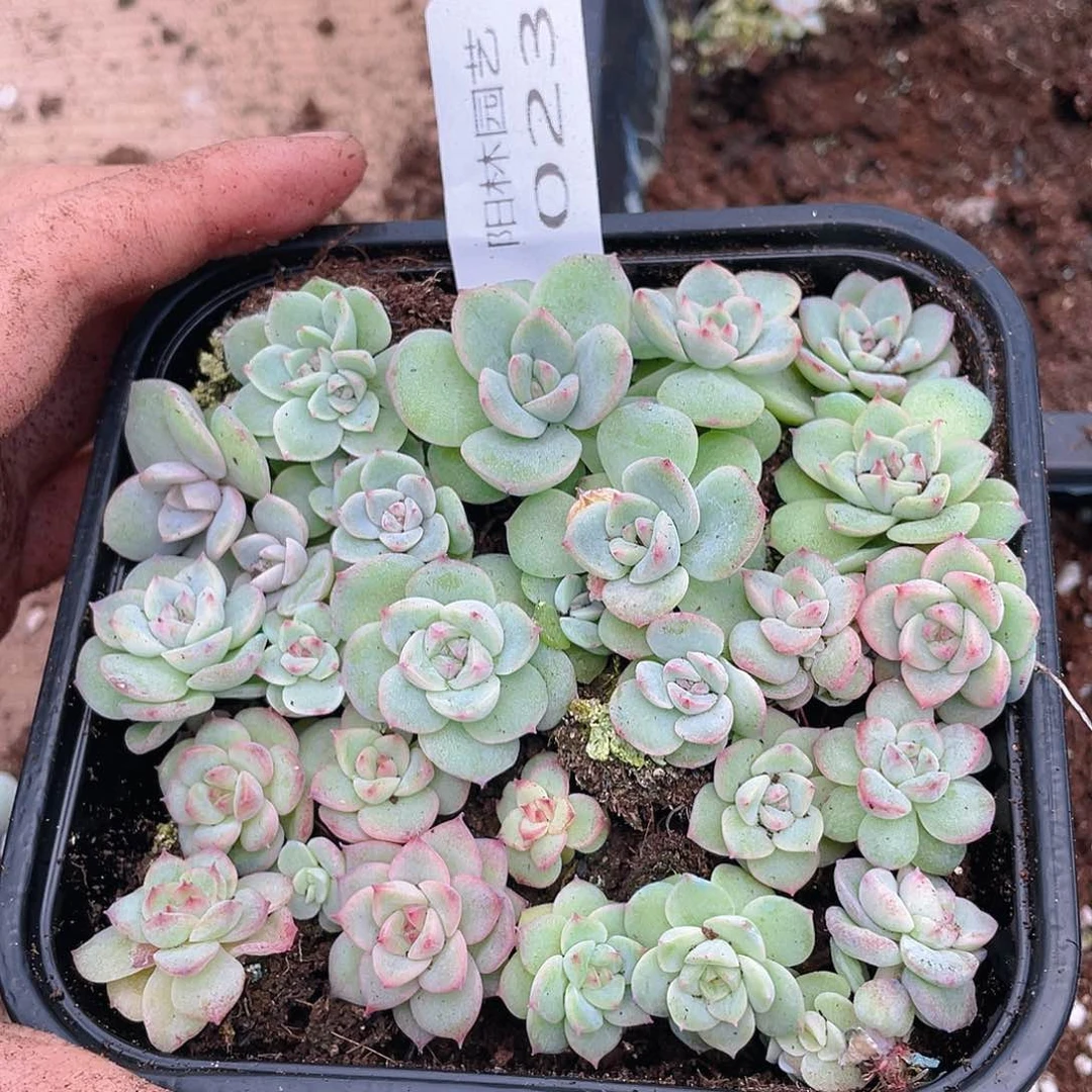 多肉植物多肉植物23