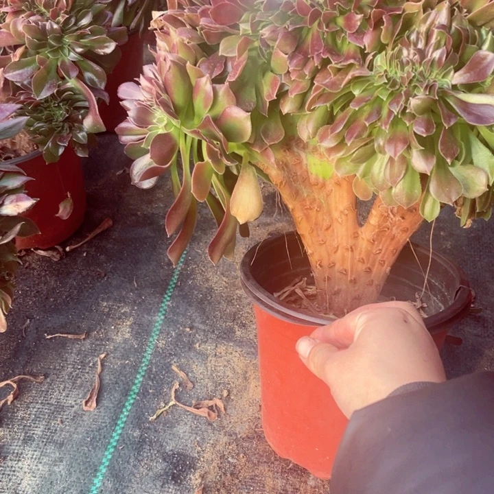 5744，韶秀玫瑰缀不包邮