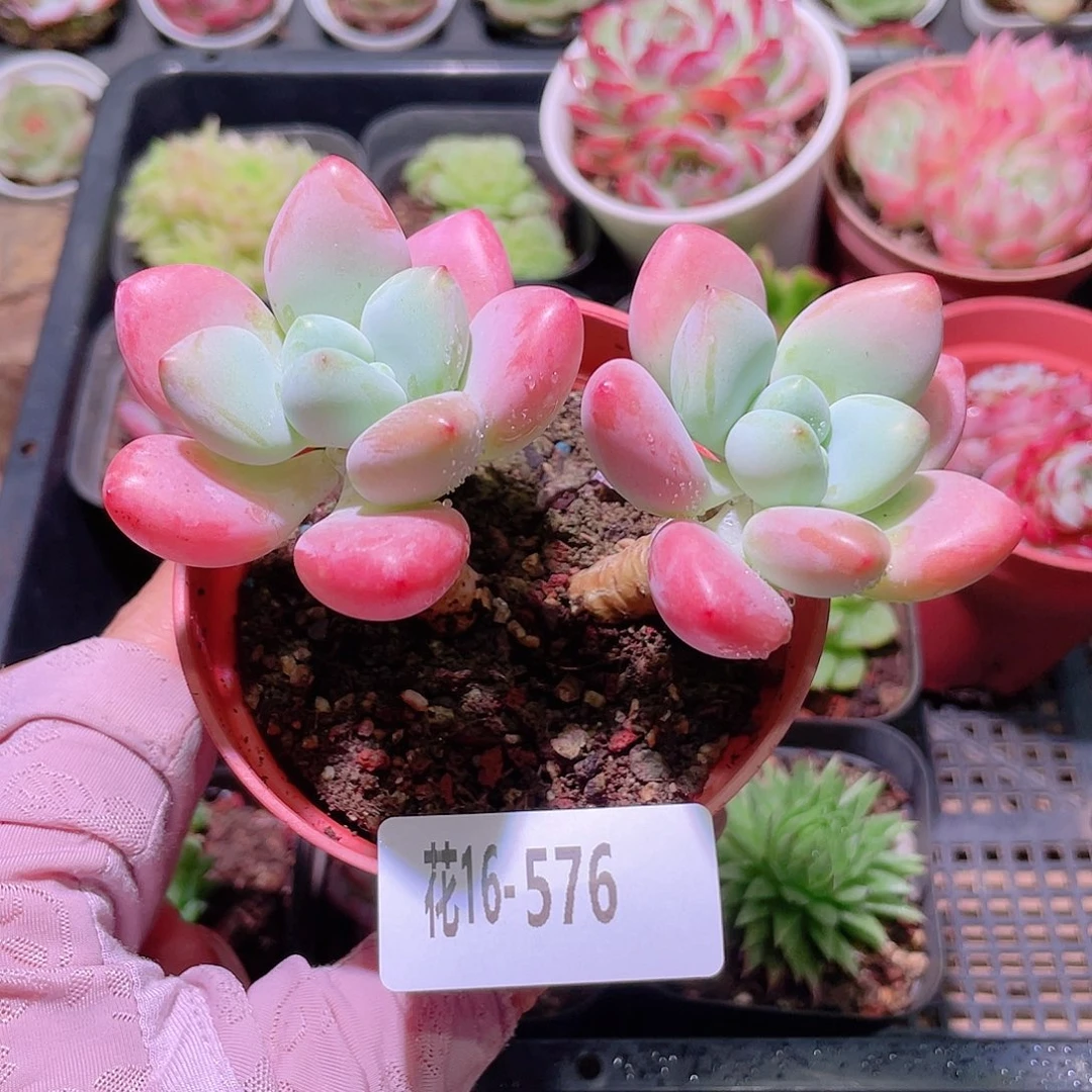 花利美16-576洛神