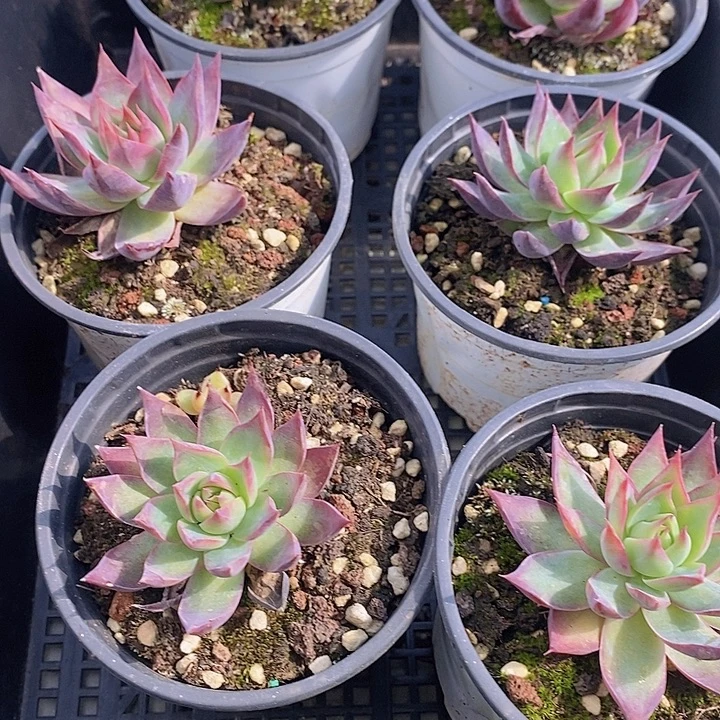 36 多肉植物盆栽花卉