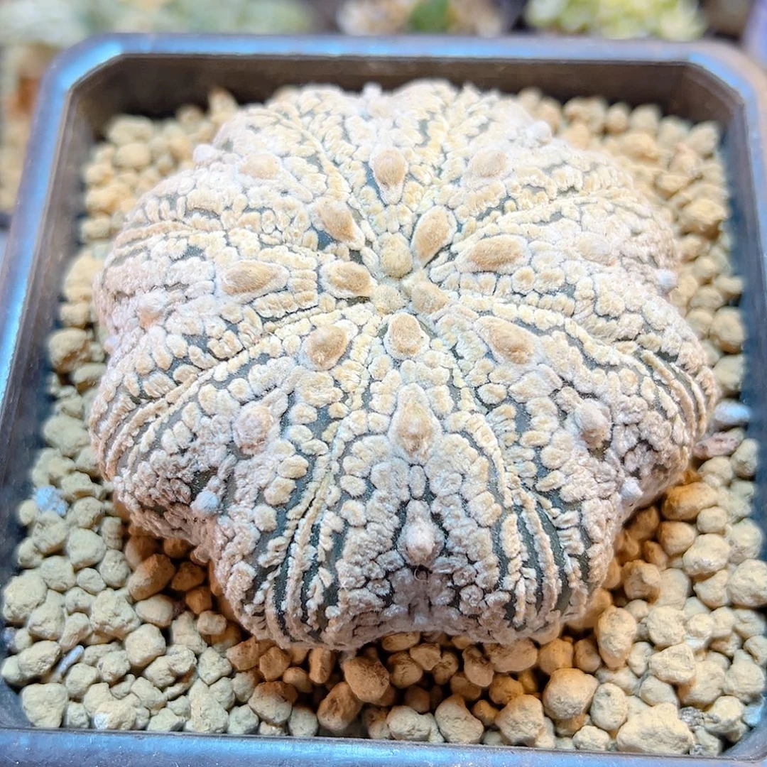 晚69号自根海星超兜8.5公分
