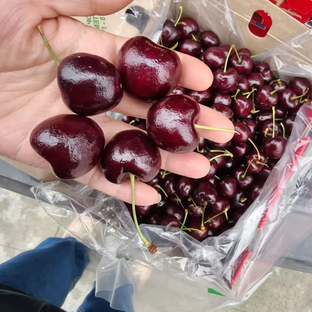 纯冰 单J脆甜车厘子5斤
