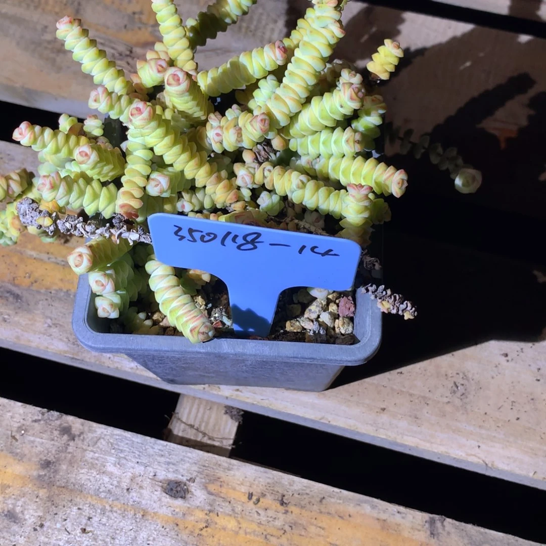 王***?350118-14迷你钱串带土球