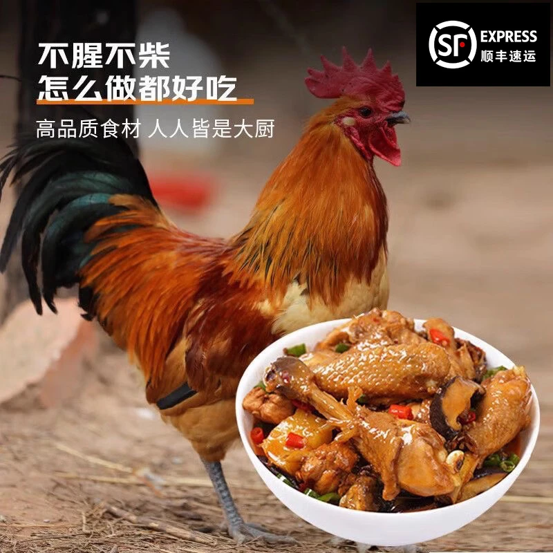 【到手3只土山鸡】农村山养山鸡散养青脚土鸡