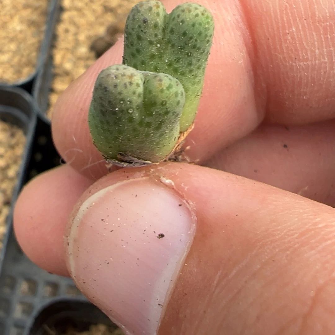17-85肉锥多肉植物