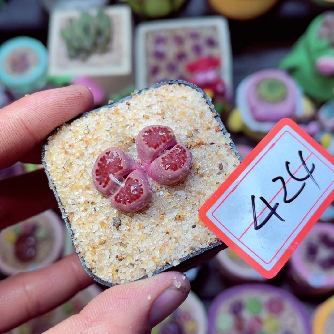 424生石花带盆发