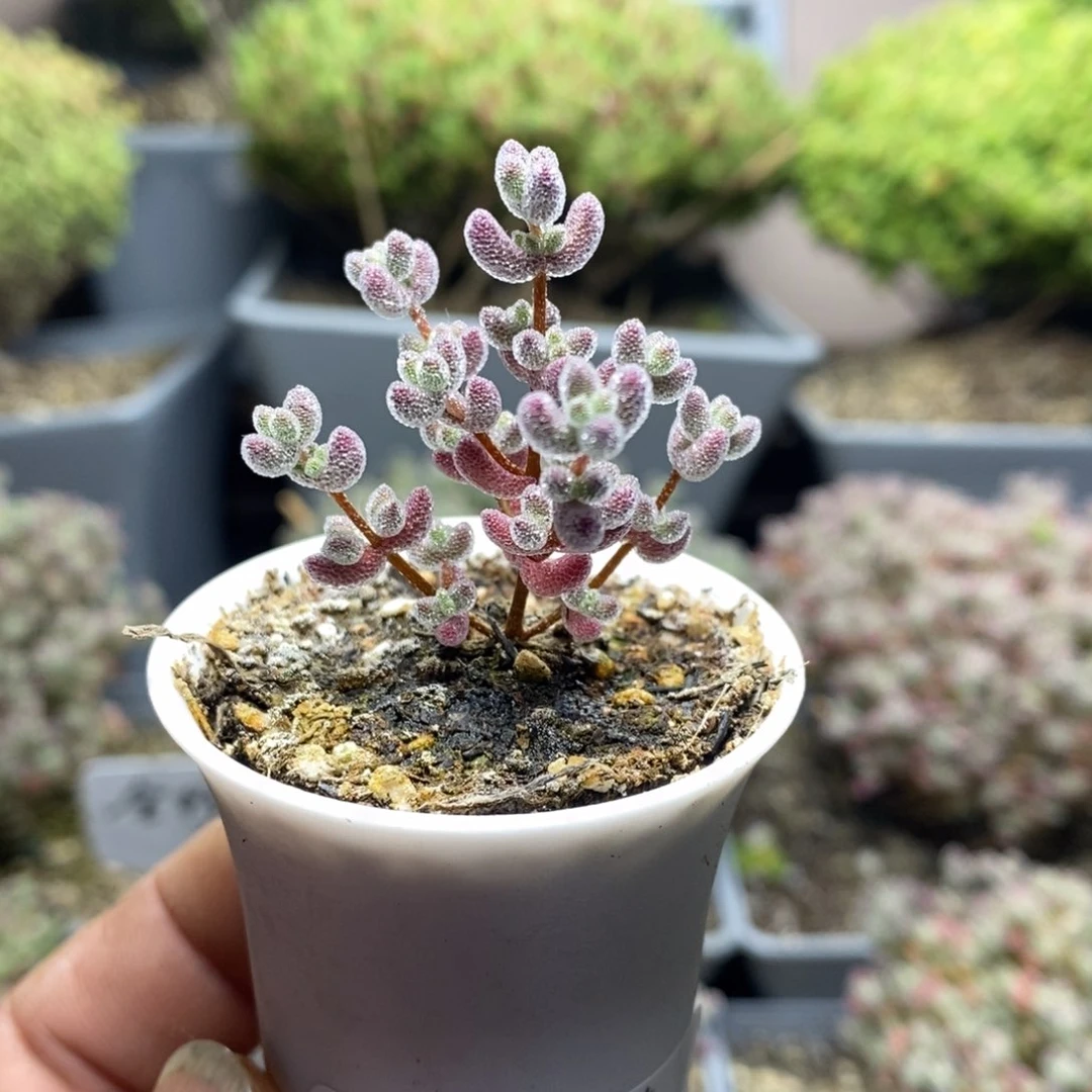 1830实生精控优选冰晶