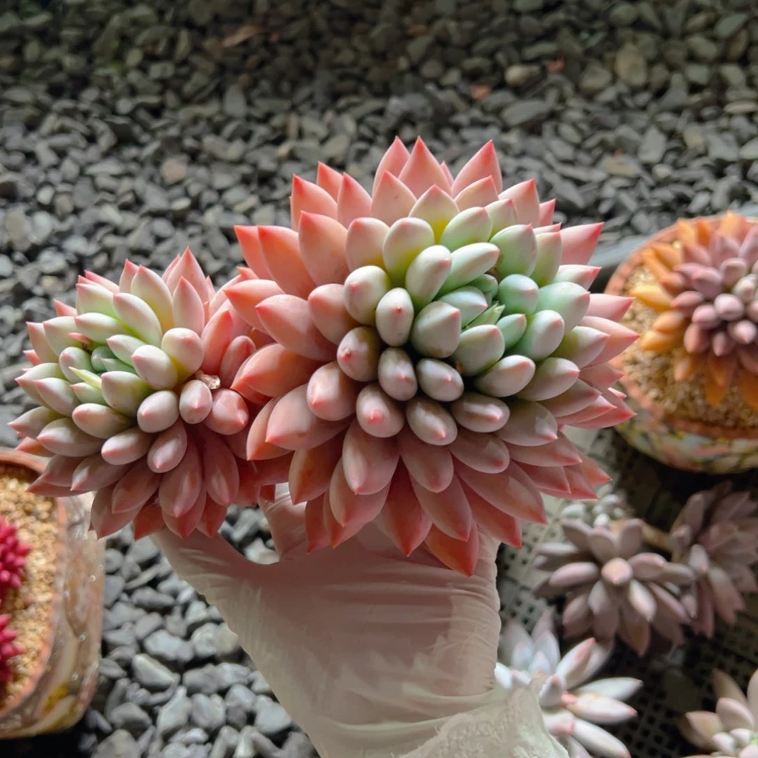 果果11111111111111