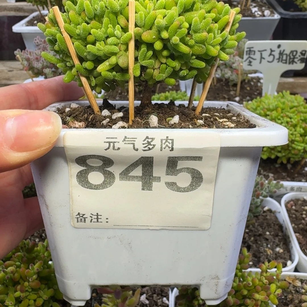 845号蜜桔糖球送一颗小苗