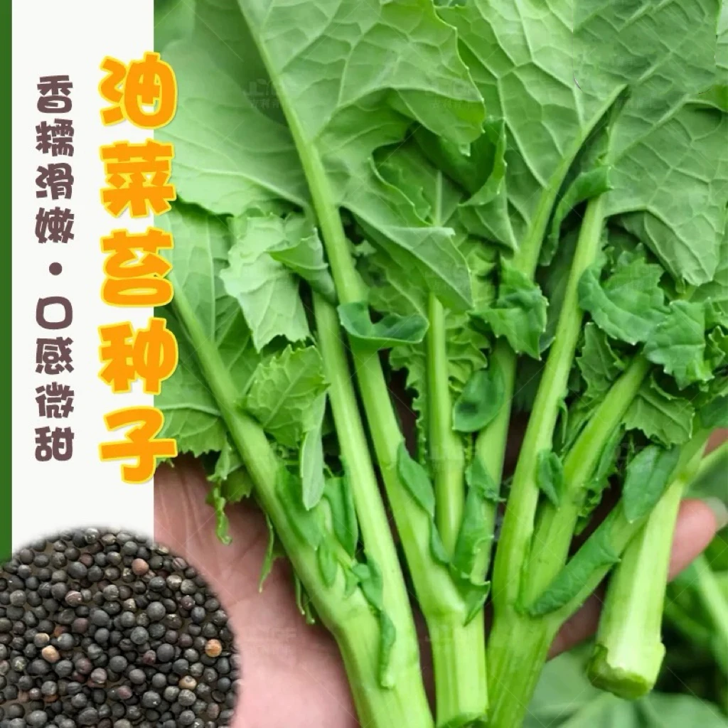 【全店任选满5包/包邮】油菜苔种子