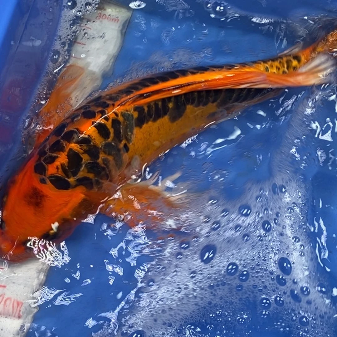 锦鲤冷水锦鲤包邮