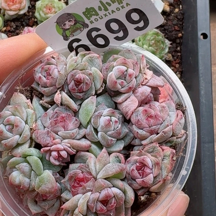 多肉植物多肉植物