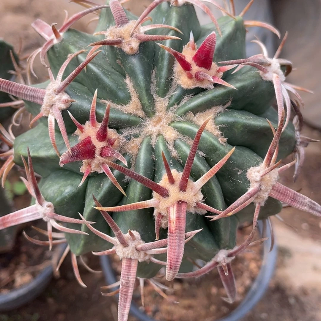 【闪购商品】武藏凌波苗接6666