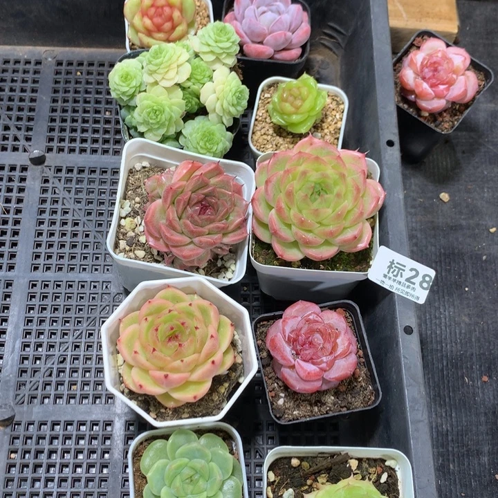 N***U懒羊羊精品一物一拍