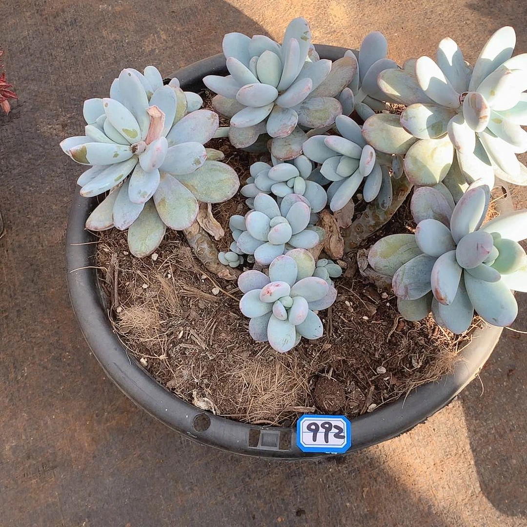 992雪美人 一物一拍多肉