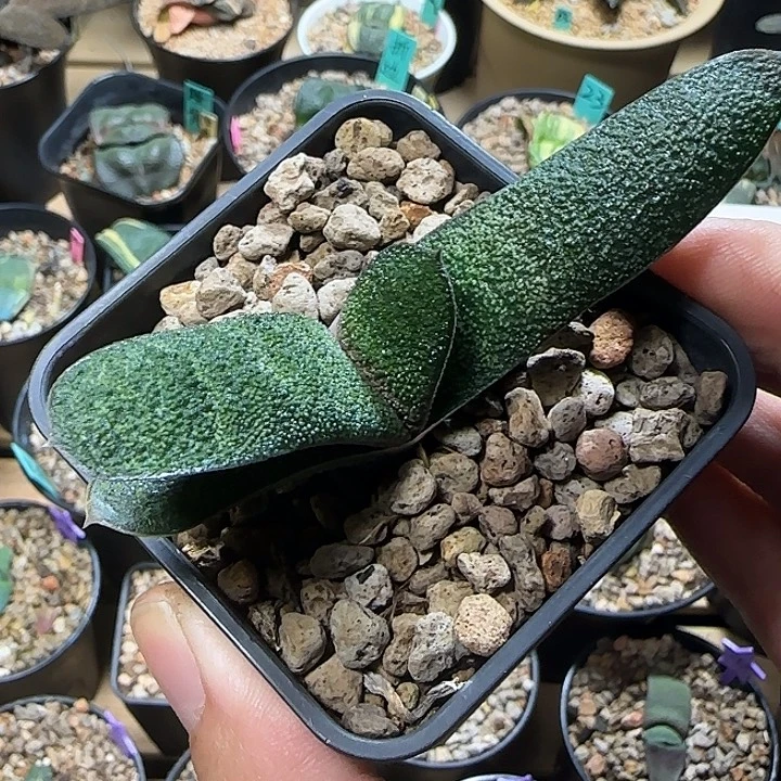 黑莺啭卧牛无锦卧牛