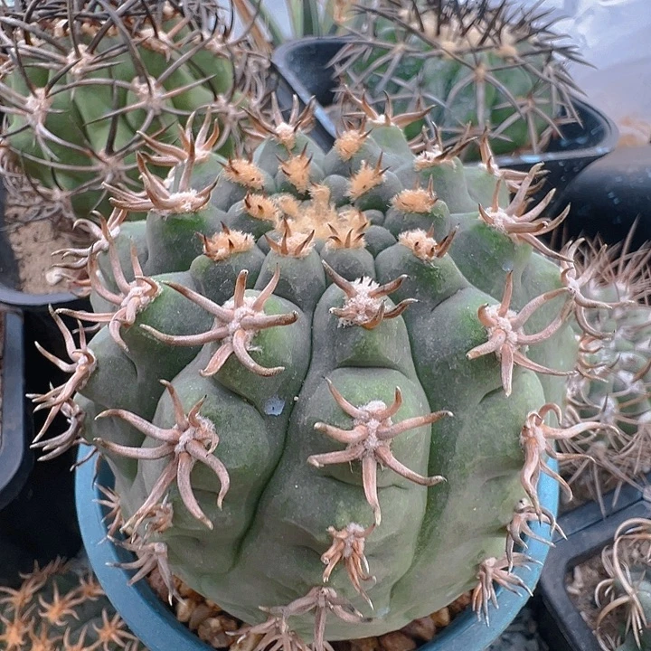 猫爪天平。自根养定。