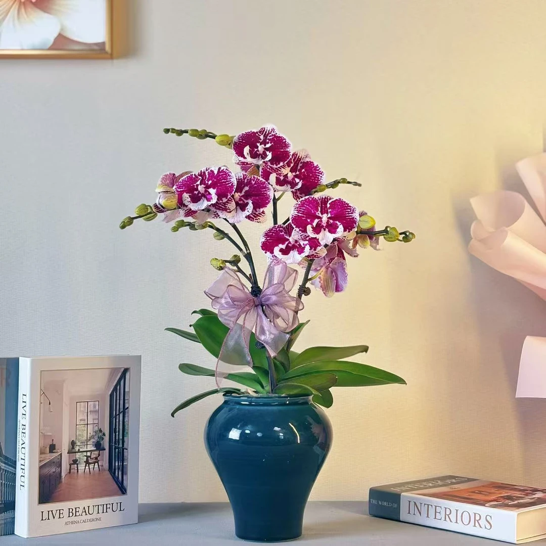 蝴蝶兰《柏图斯petrus》稀有高级系蜡质花 花期长 好养耐养基地直发