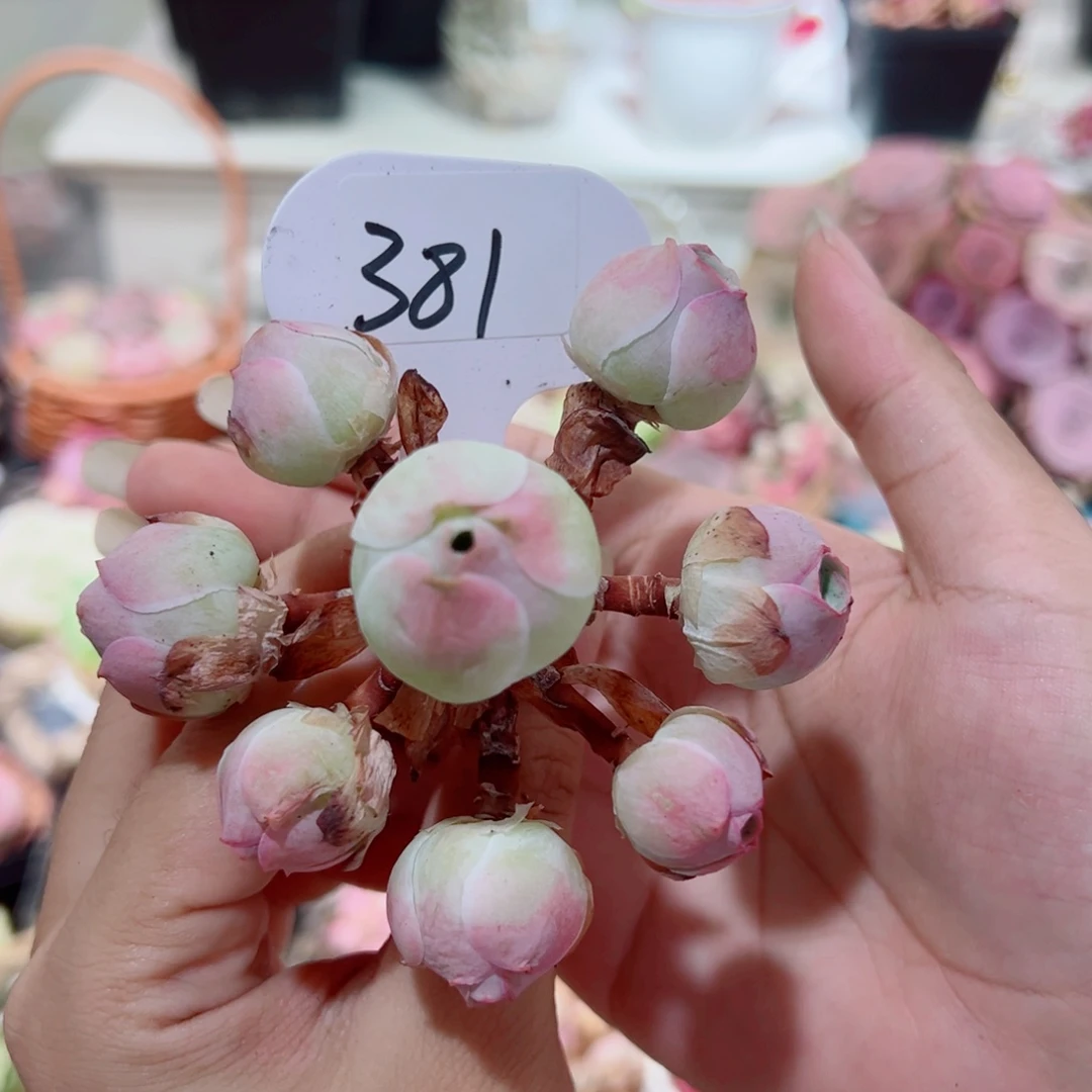381桃帕飘枝群。