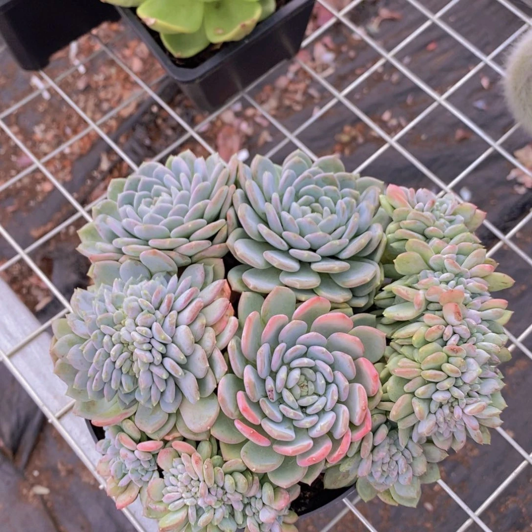 玛瑙缀化多头群生