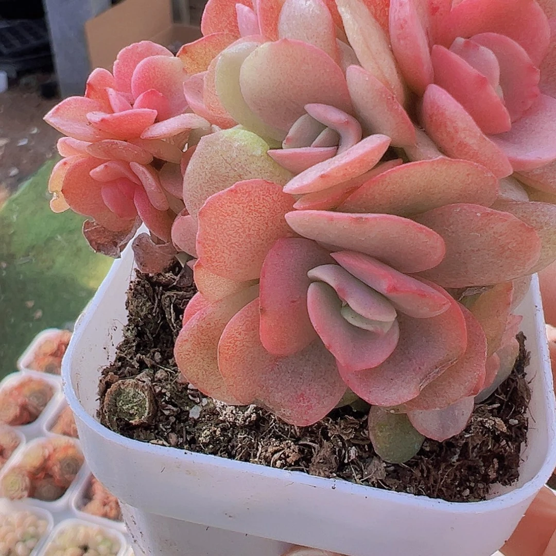 秀妍群19包邮多肉