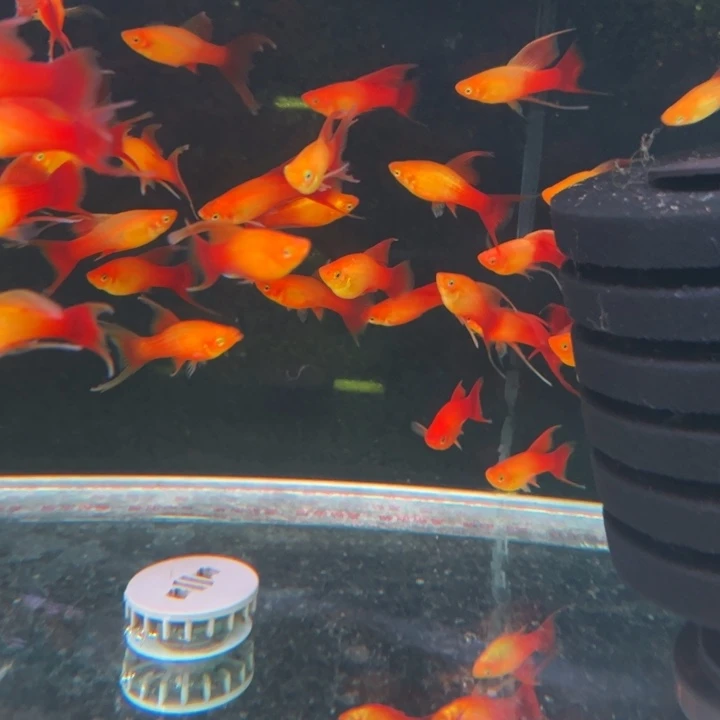 短鲷鱼高崎眼尾金牡丹两对