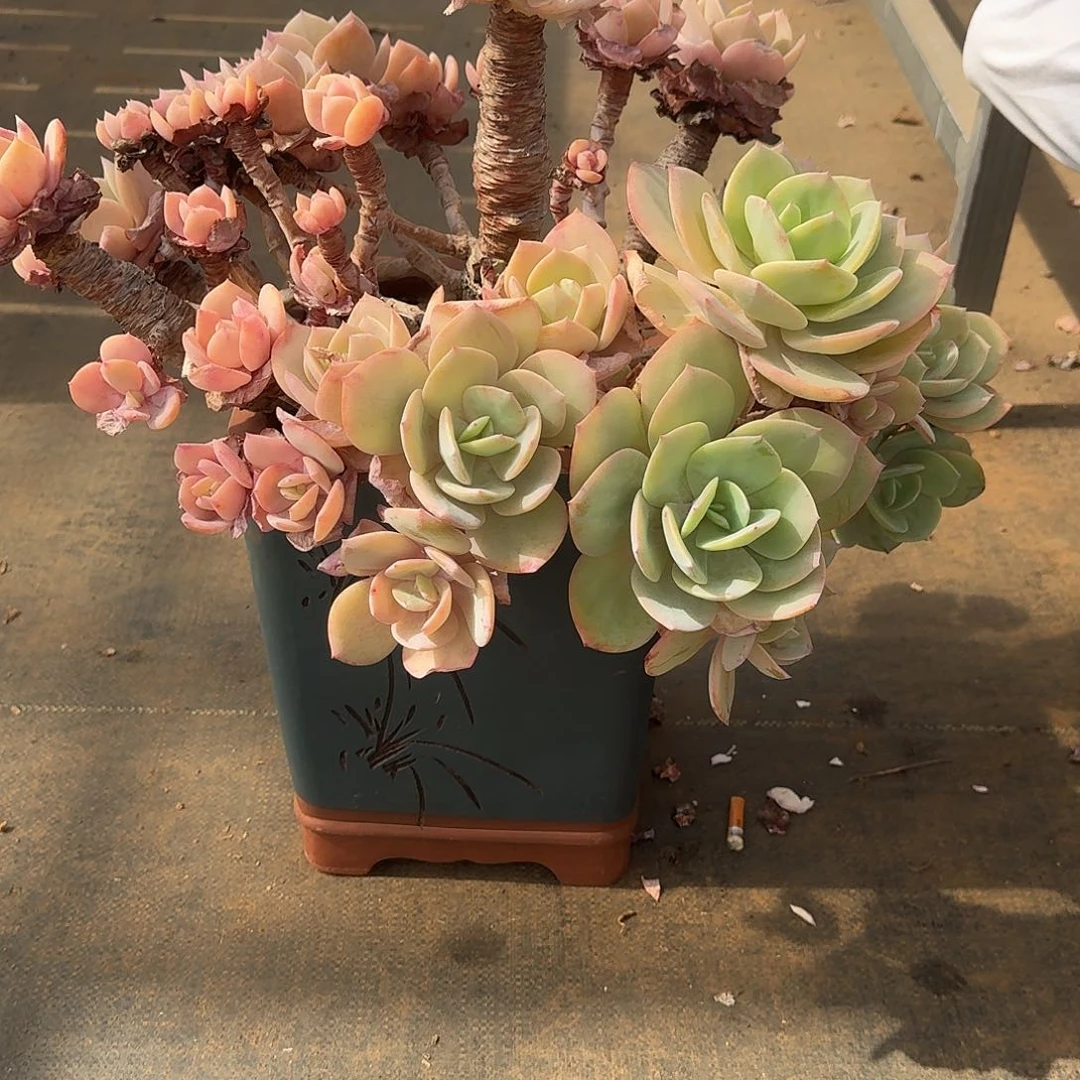 晖**到白凤多肉植物 0000