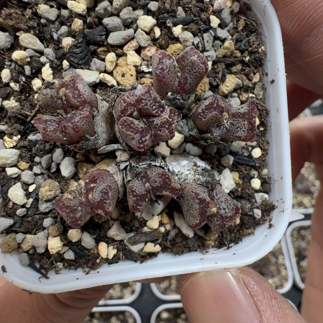 C055 勋章一颗。带盆