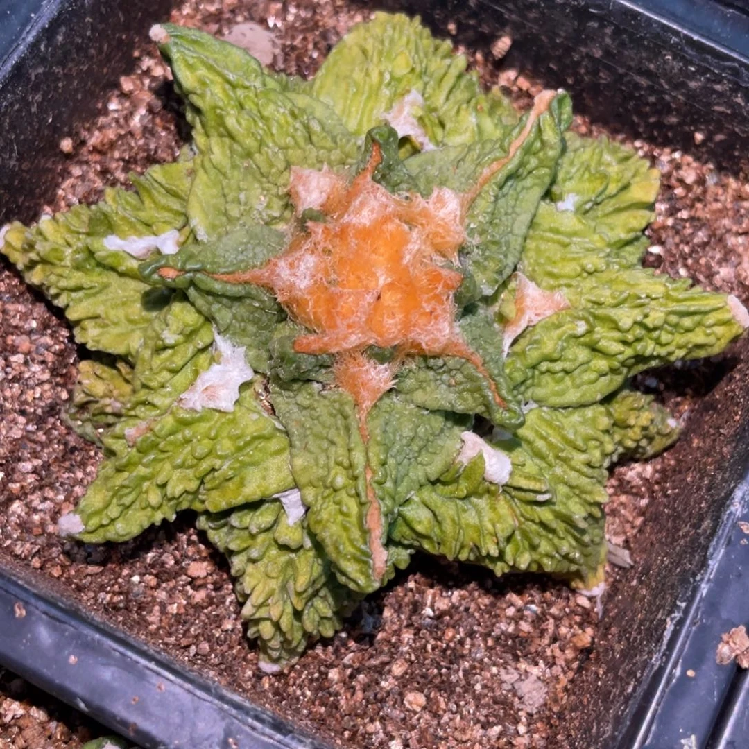 全部花朵自根 黄体哥怒 仙人球