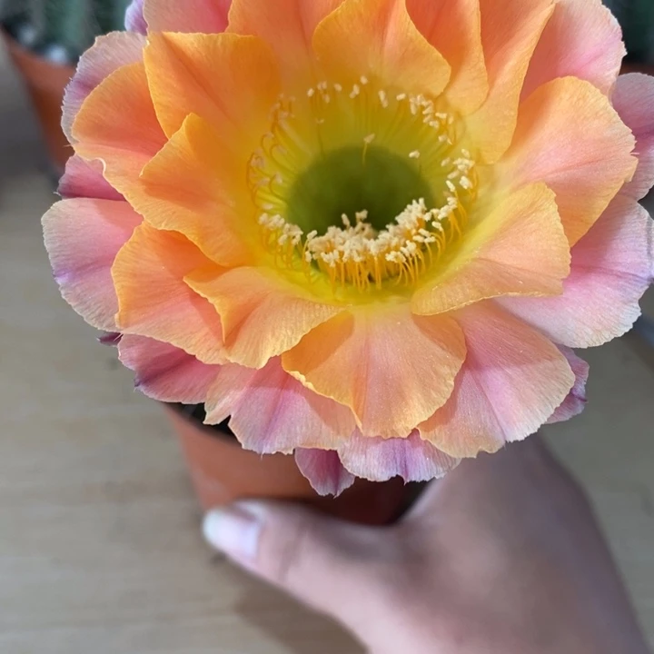 ?***?彩草仙人球系列