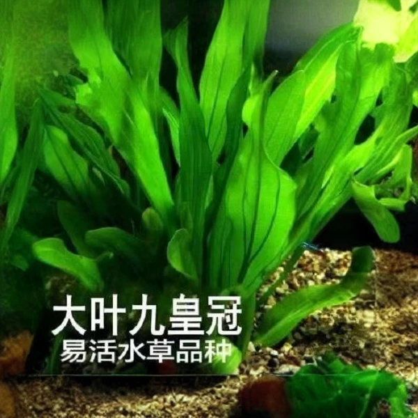 大叶皇九冠红绿宫廷阿根廷皇冠中后造景装饰淡水阴性草懒人水草