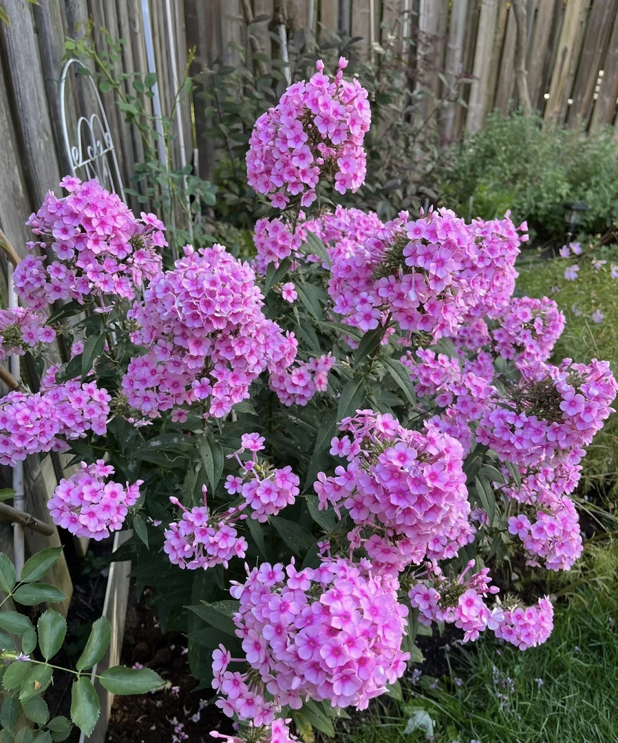 [焰火系列福禄考] 多年生宿根耐热寒庭院花园四季开花卉植物盆栽