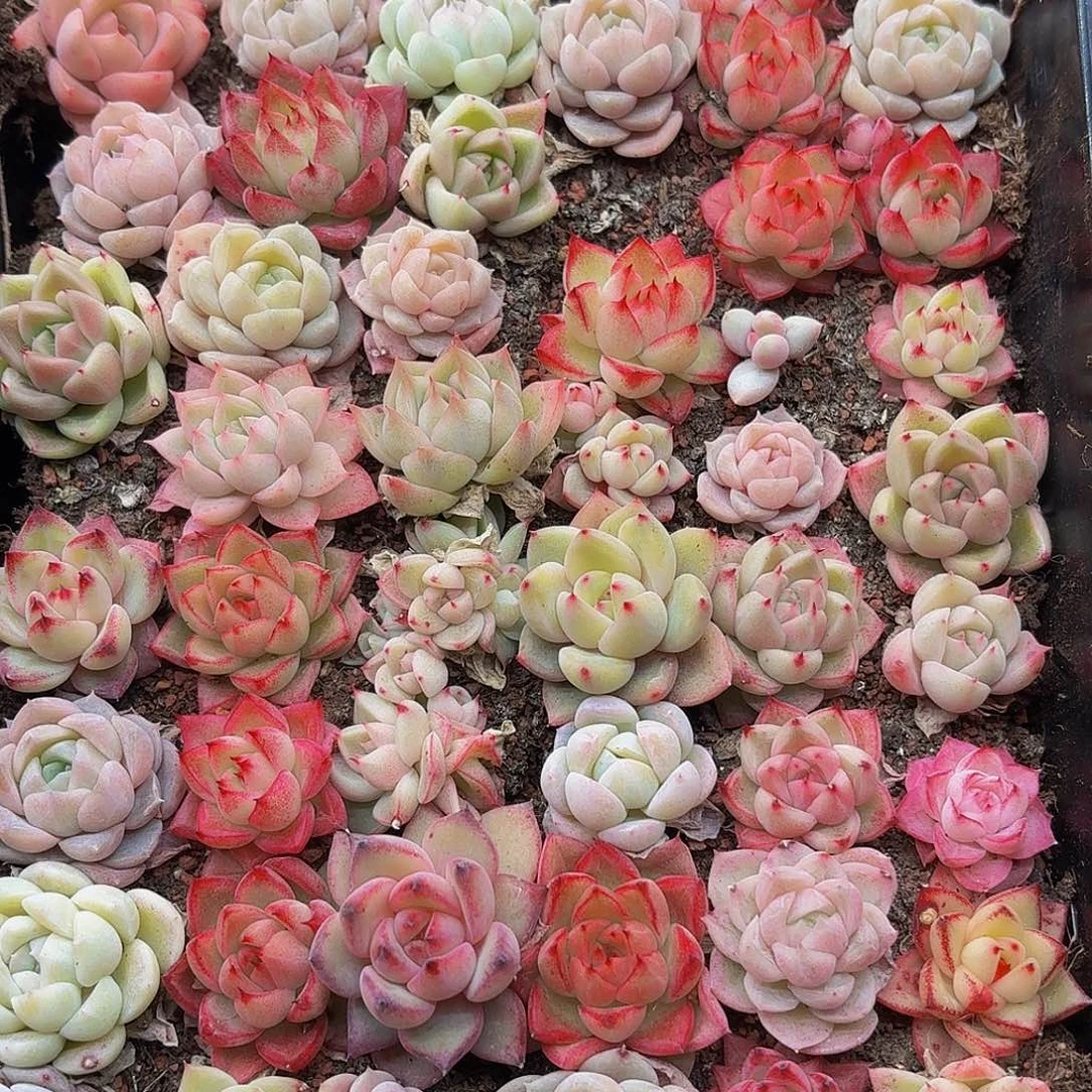 多肉植物多肉植物993