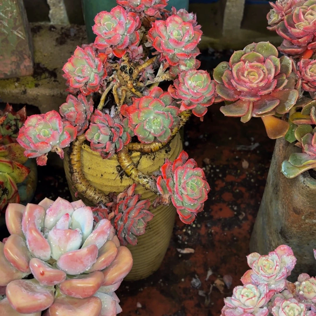 转***鲤老桩精品肉肉雨滴