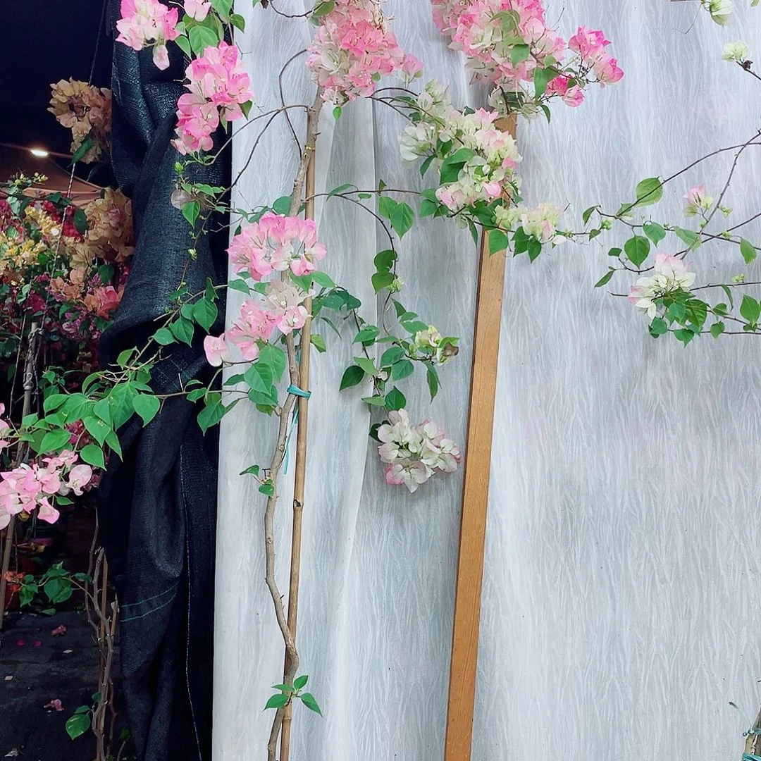 完全开放漳港学院