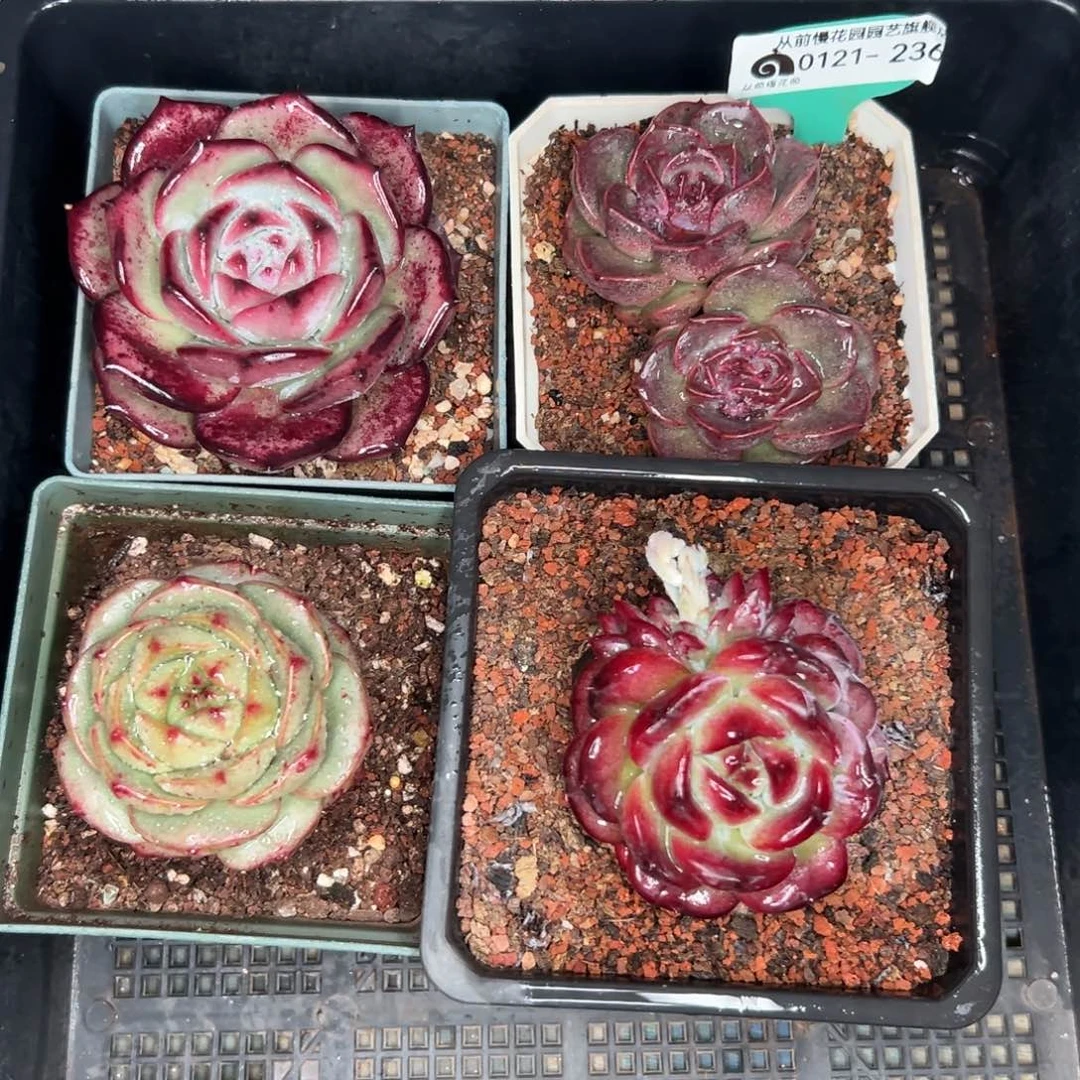 多肉精选编号0121.236