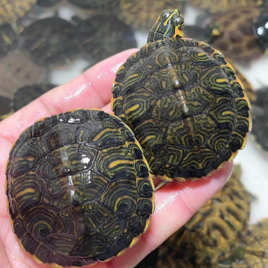 宠物龟不分公母2耳