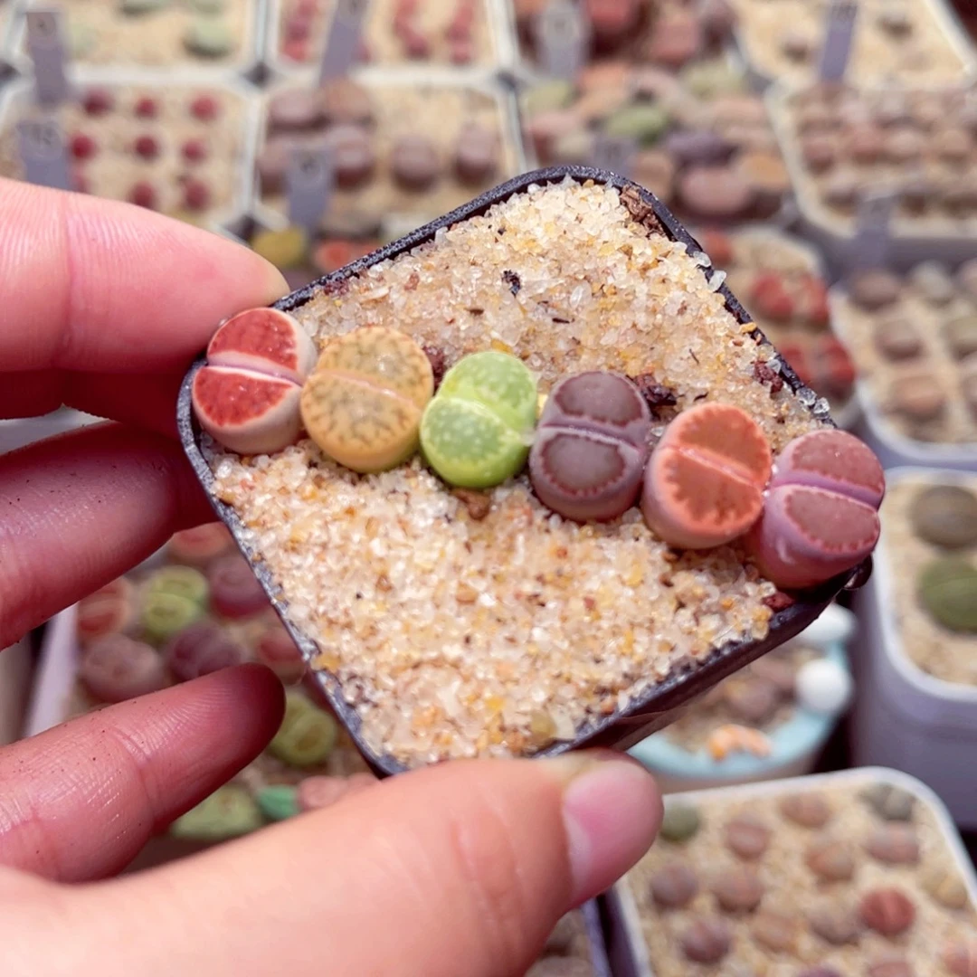 455号带盆包邮发货