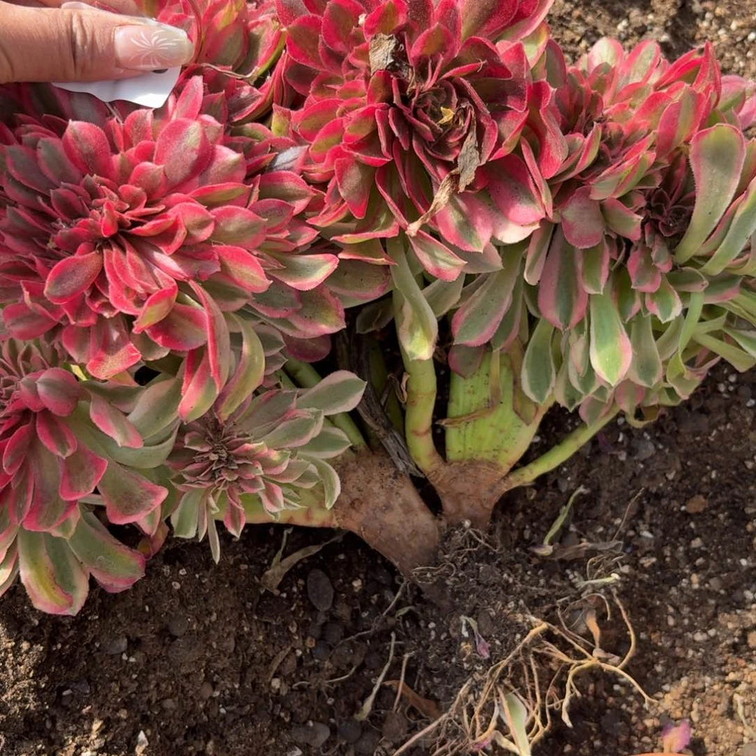 你4303 号法师多肉植物特价