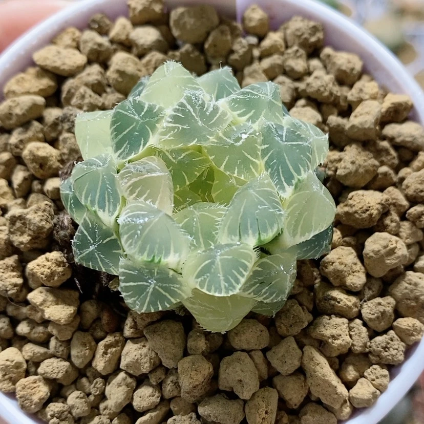 【闪购商品】23糊斑白赤玉露锦