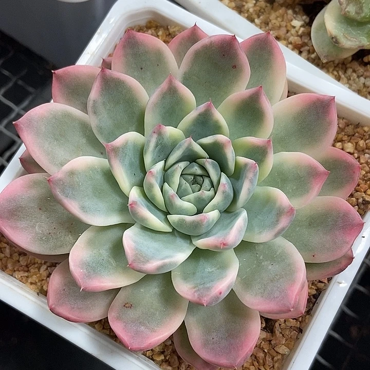 阿尔巴佳人锦多肉