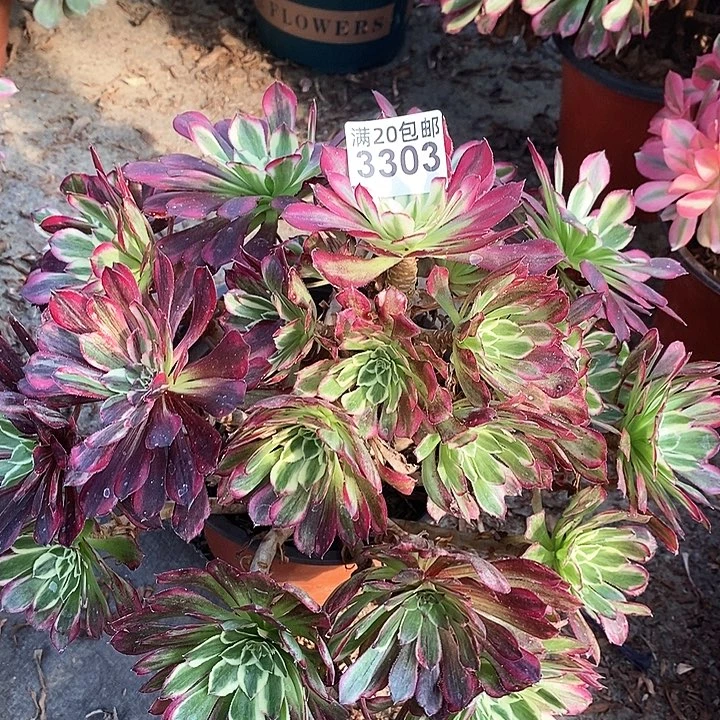 3303 一颗同花顺法师