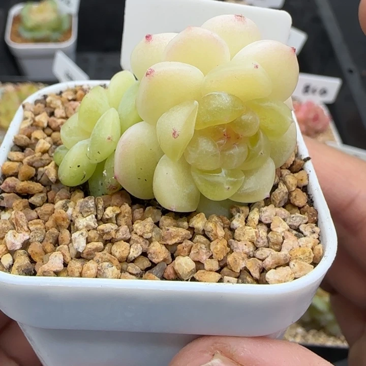 308号现金晗雨多肉