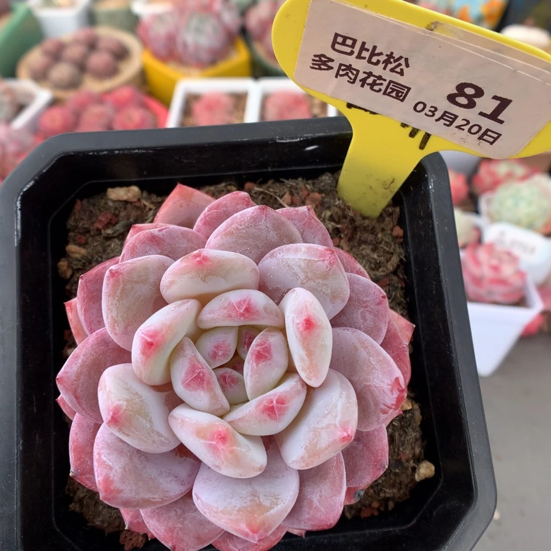 81紫皮梦露多肉植物福利