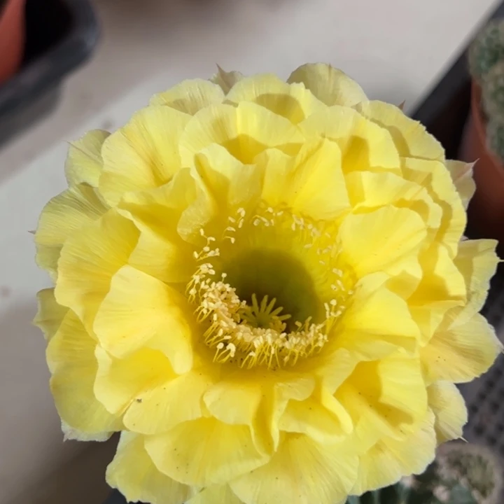 3299大颗彩草 脱土发