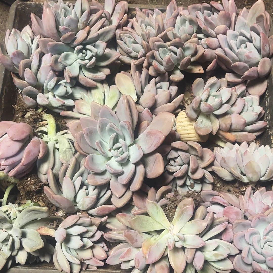 多肉植物up奥普五