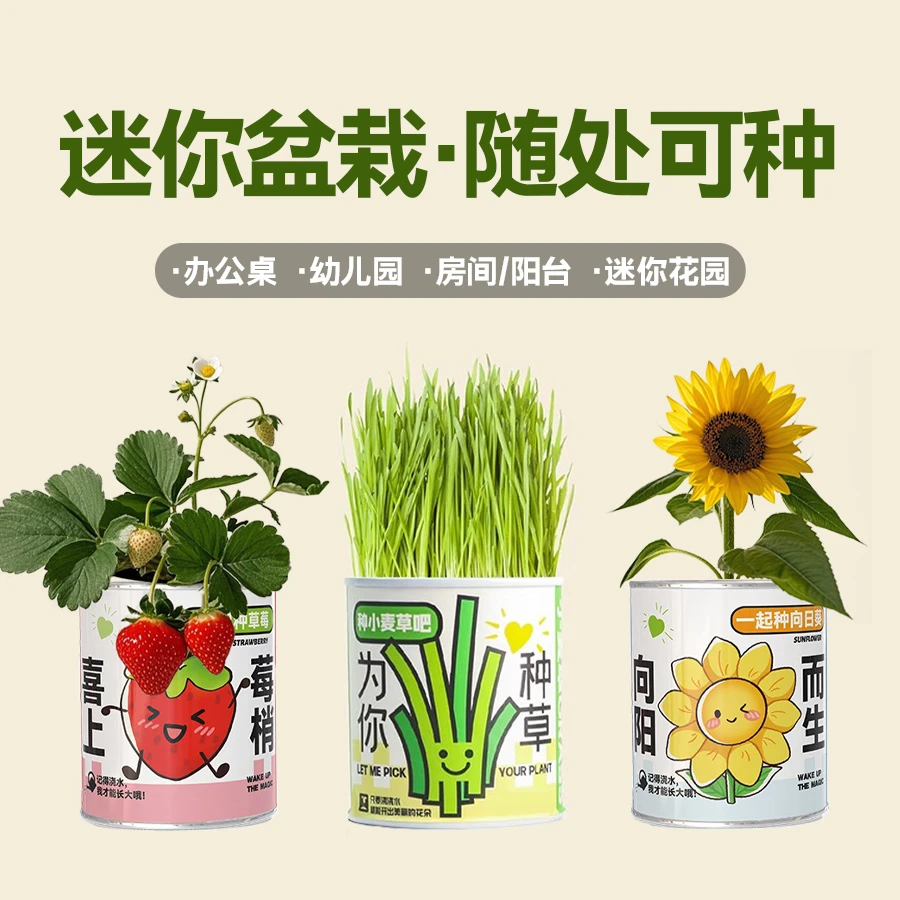 创意迷你易拉罐植物盆栽种子水果花卉儿童植树节罐头定制小礼物