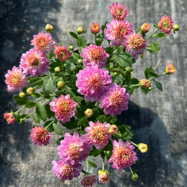 【两盆起发货】球菊 果冻粉    12cm口径小盆苗 剪盆口原土发货