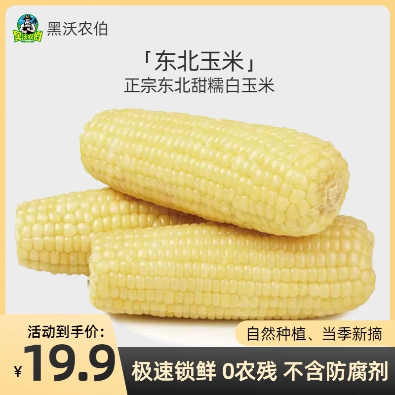 东北头茬新玉白糯玉米10根独立包装单根200-240g支持试吃两根【3】